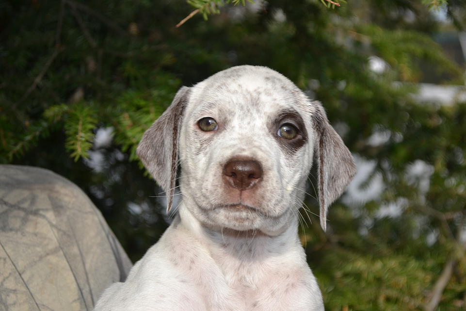 Kali Chasseur d'Aspen Ridge