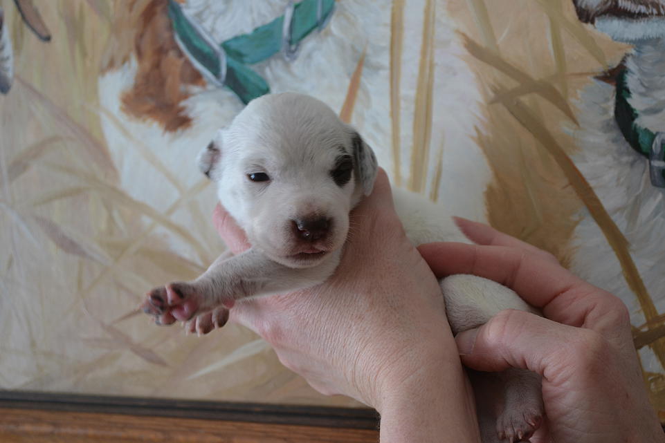 Kali Chasseur d'Aspen Ridge