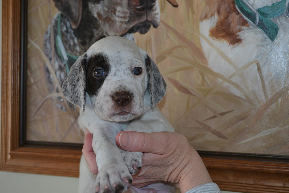 Kasey Chasseur d'Aspen Ridge