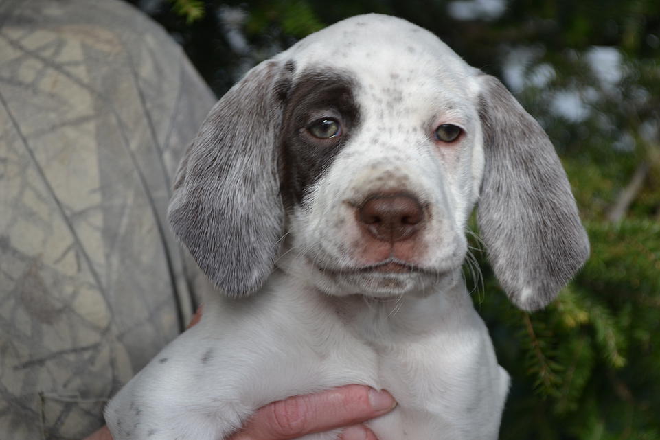 Kasey Chasseur d'Aspen Ridge