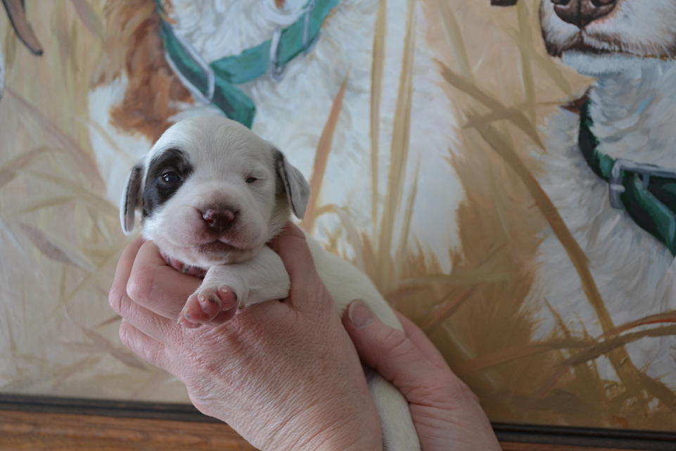 Kasey Chasseur d'Aspen Ridge