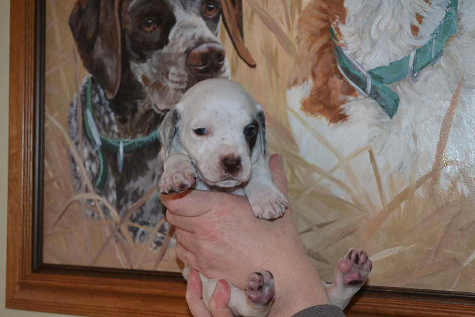 Kelli Chasseur d'Aspen Ridge