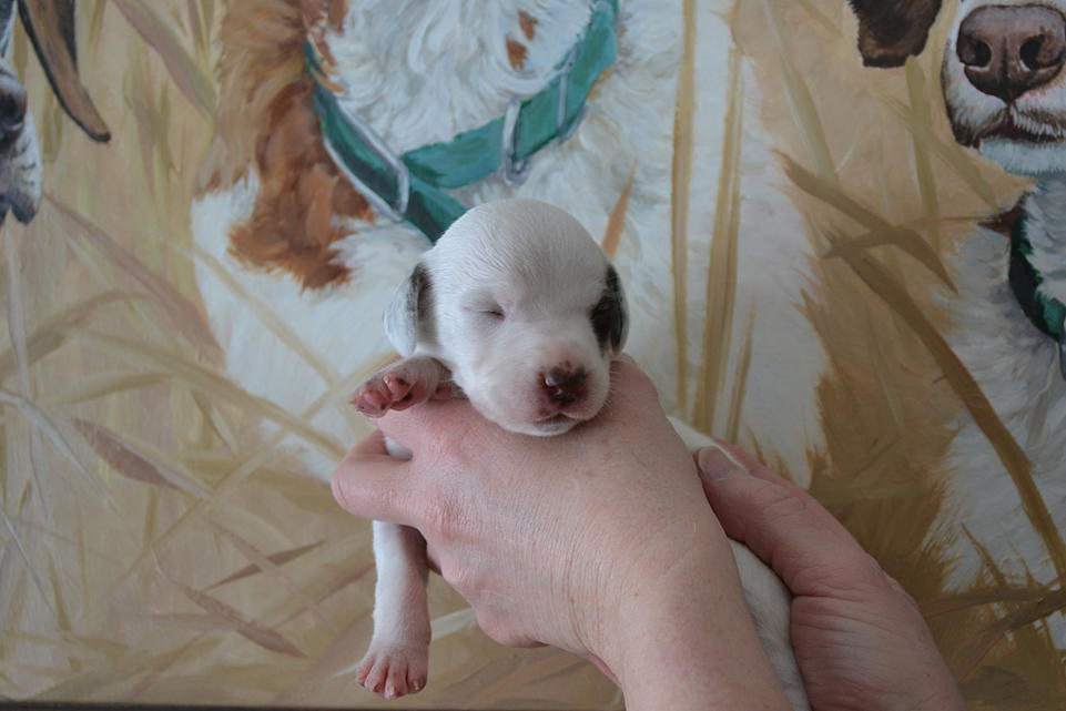 Kelli Chasseur d'Aspen Ridge