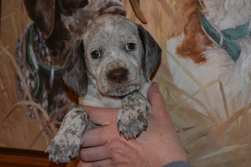 Kelsey Chasseur d'Aspen Ridge