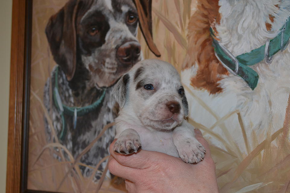 Kip Chasseur d'Aspen Ridge