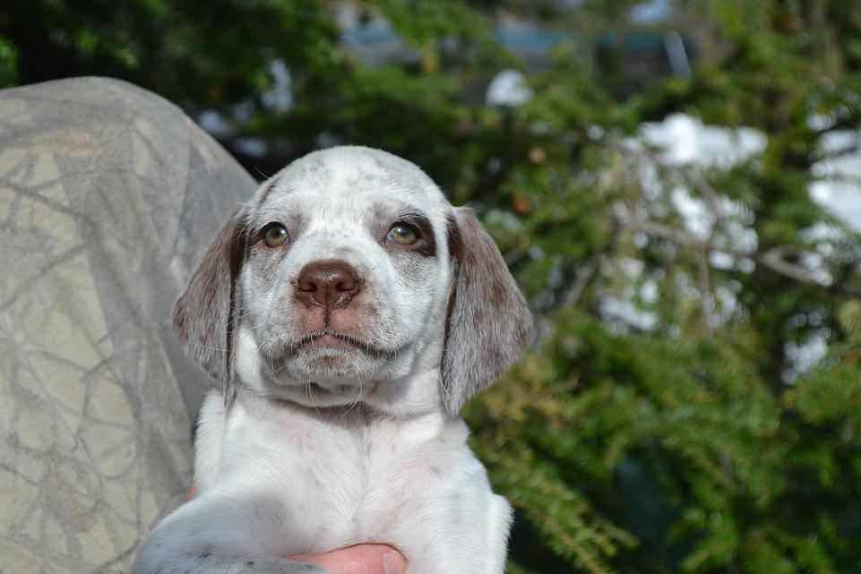 Kip Chasseur d'Aspen Ridge