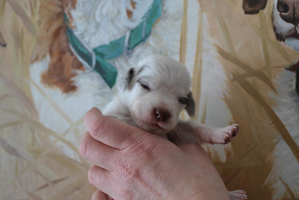 Kip Chasseur d'Aspen Ridge