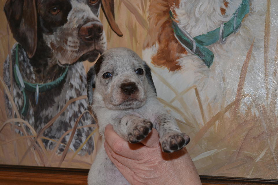 Kira Chasseur d'Aspen Ridge