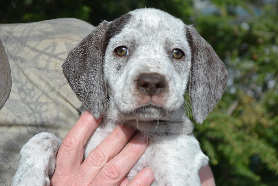 Kira Chasseur d'Aspen Ridge