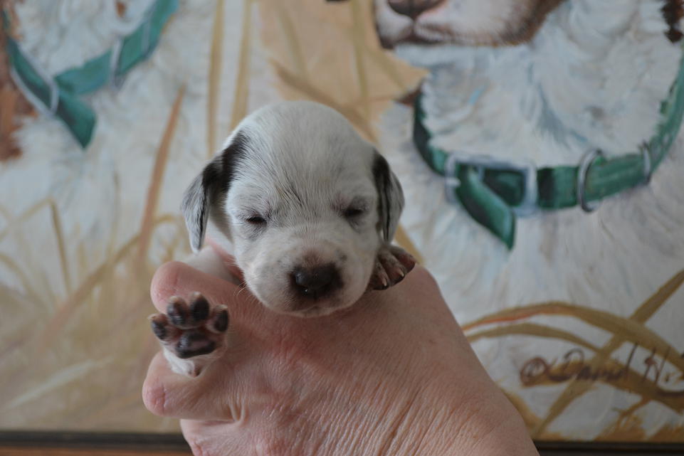 Kira Chasseur d'Aspen Ridge