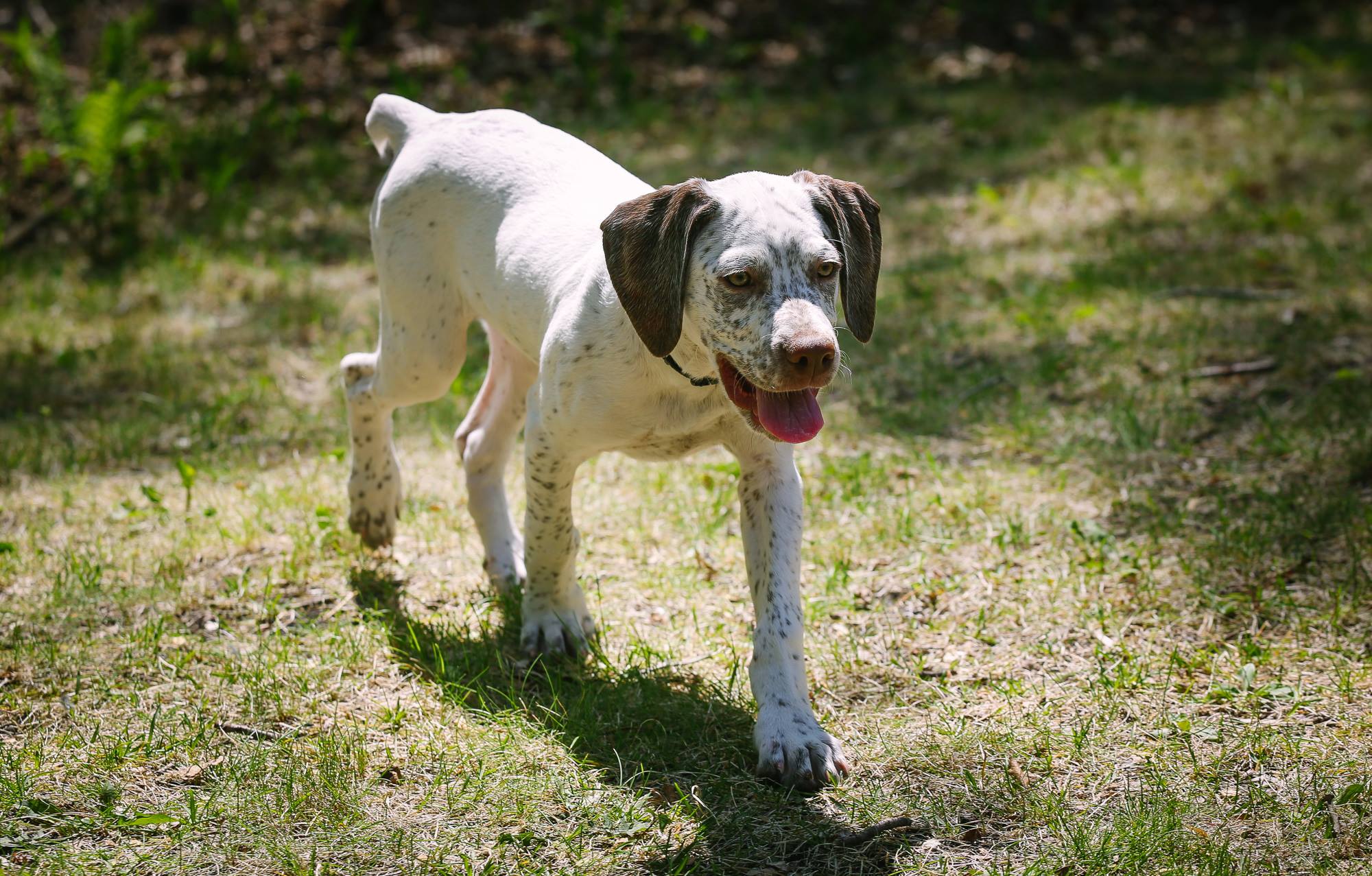 Kolbi Chasseur d'Aspen Ridge