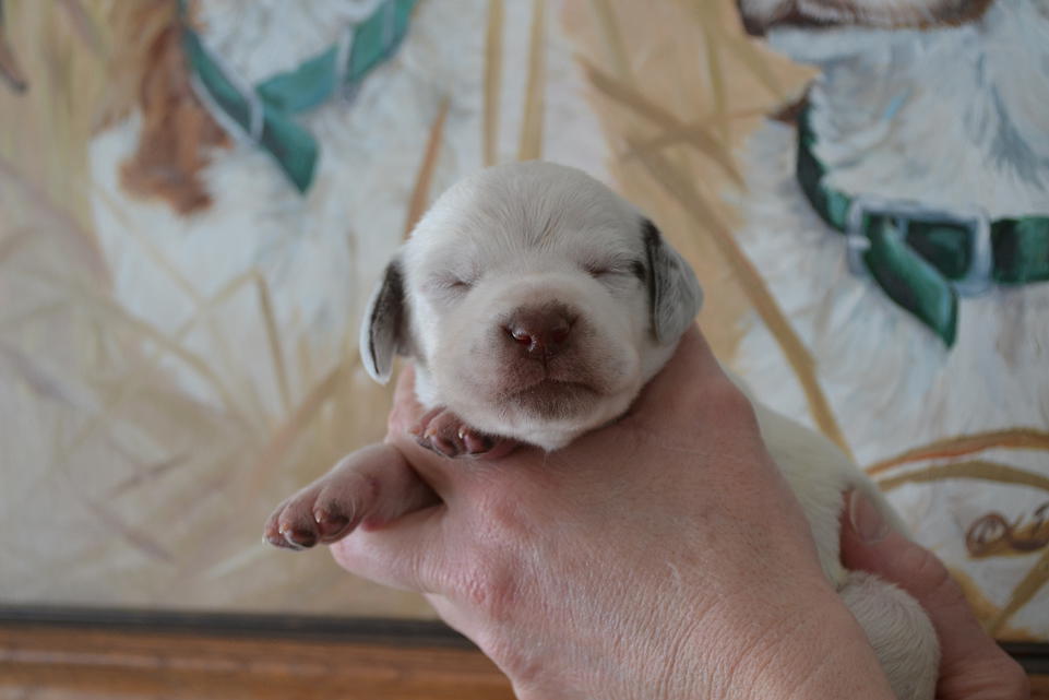 Kolbi Chasseur d'Aspen Ridge