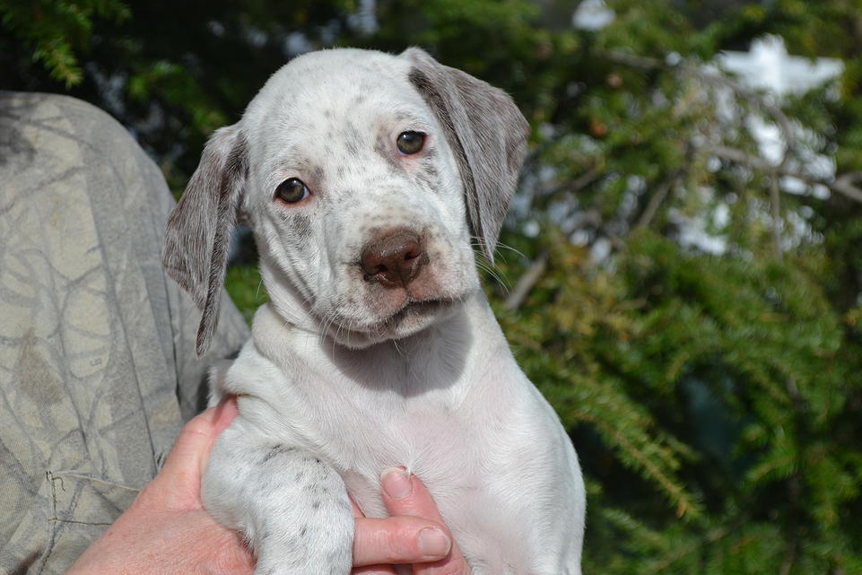 Kris Chasseur d'Aspen Ridge