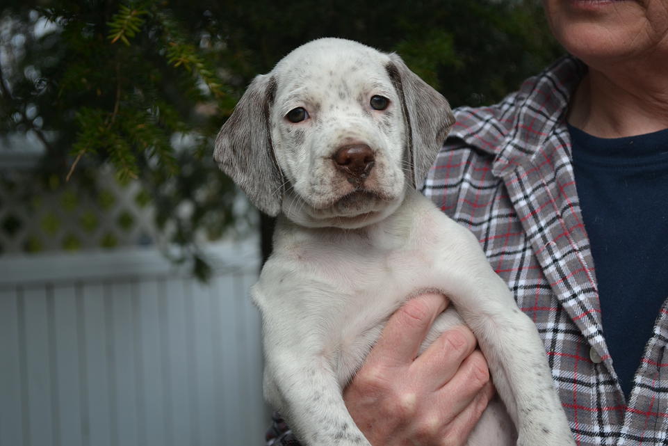 Kris Chasseur d'Aspen Ridge