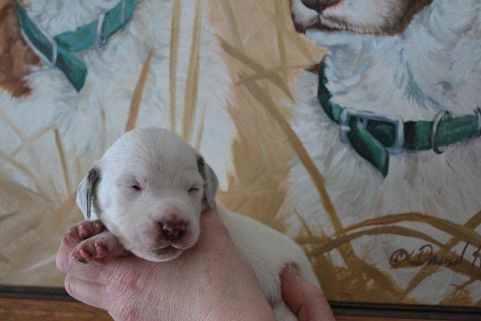 Kris Chasseur d'Aspen Ridge