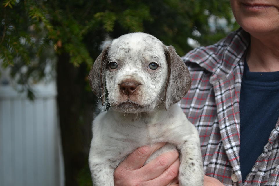 Kyle Chasseur d'Aspen Ridge