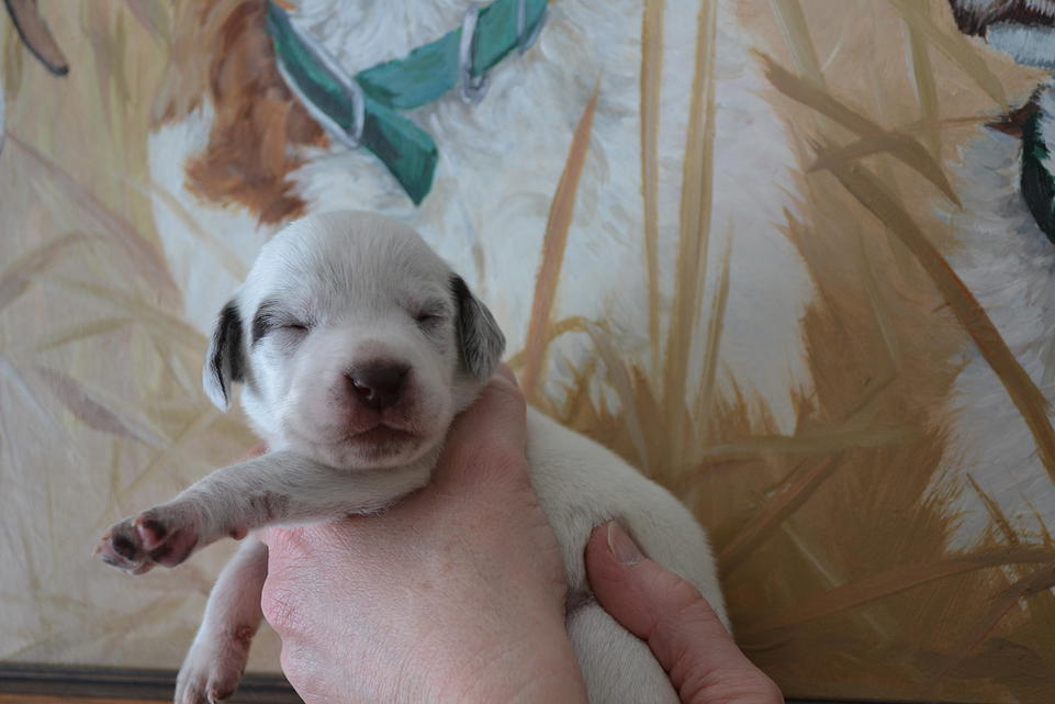 Kyle Chasseur d'Aspen Ridge