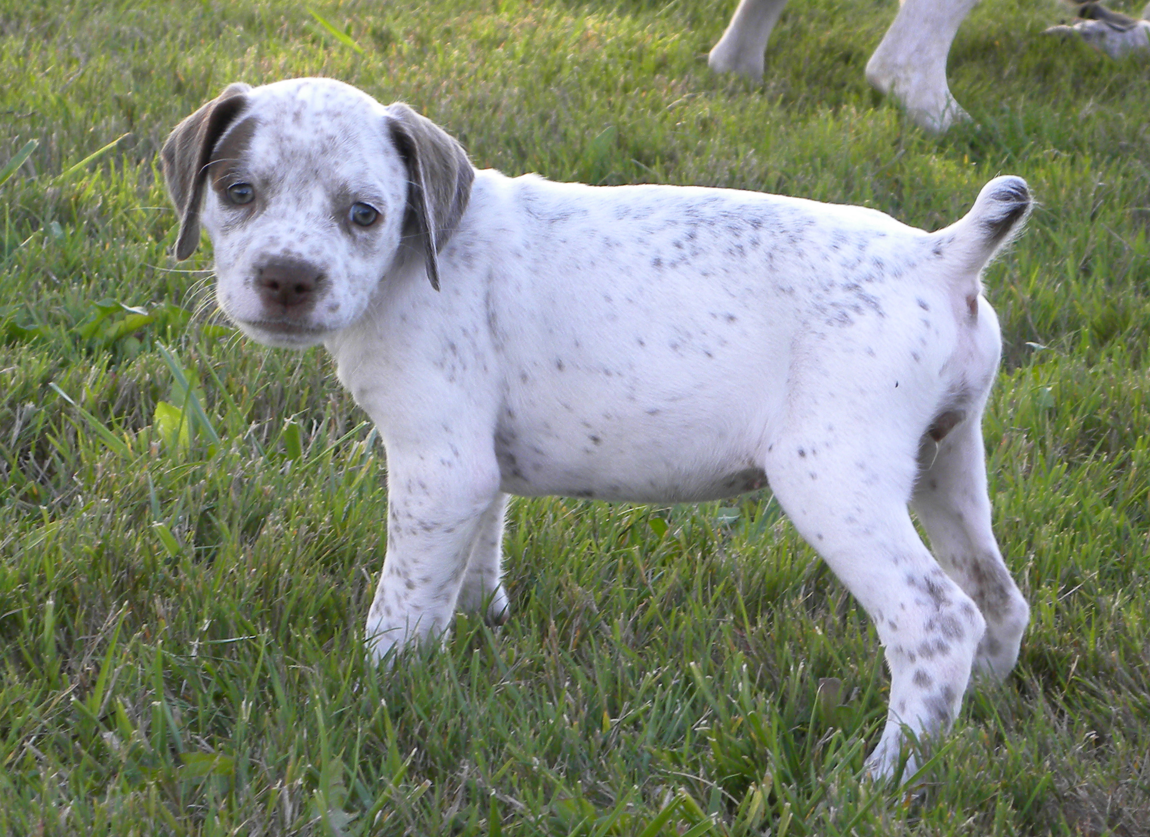 La Fleur du Fief d'Epsom