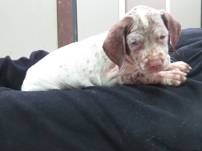 Jibus du Clos de la Chevardière