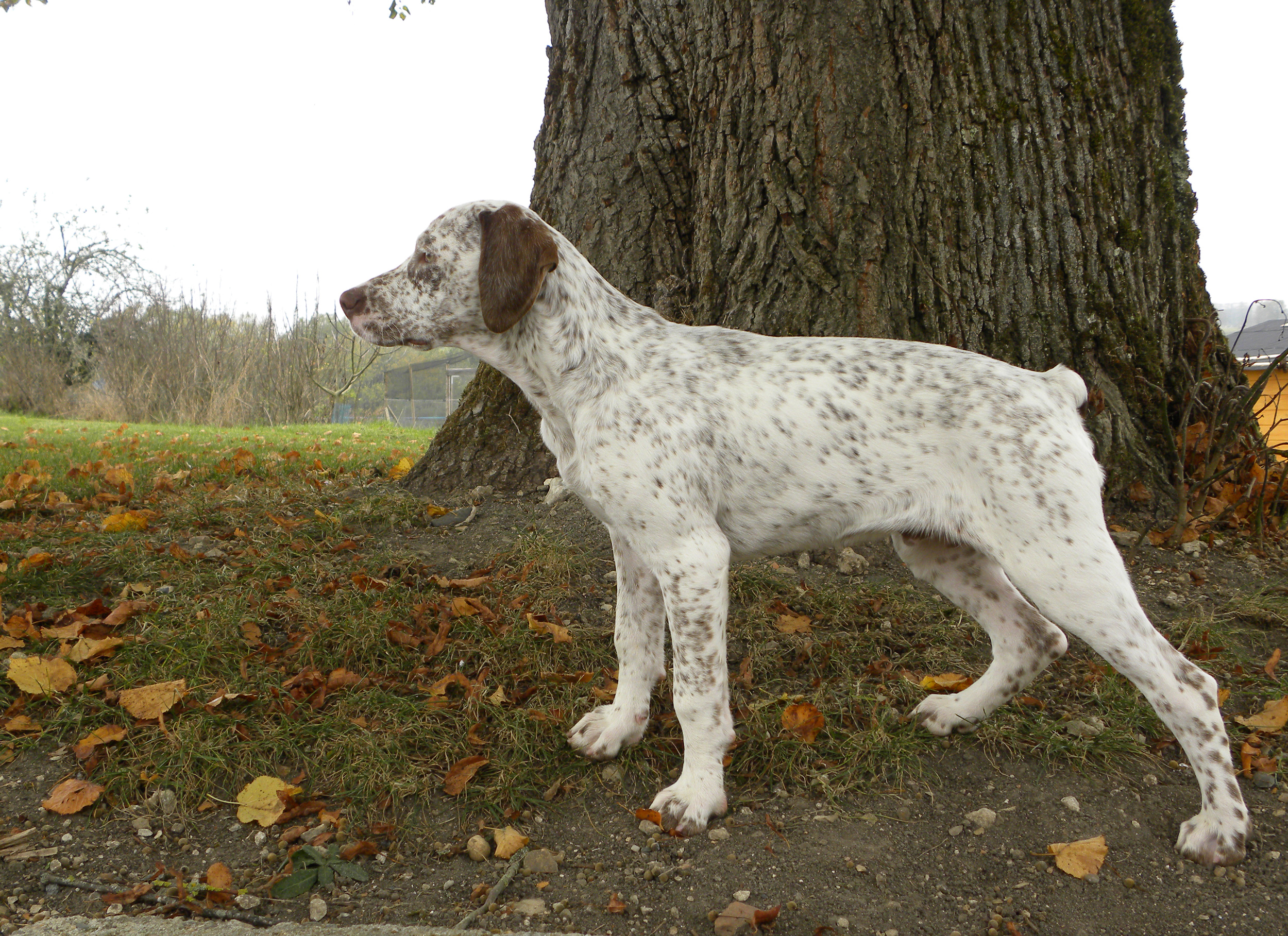 Largo du Fief d'Epsom