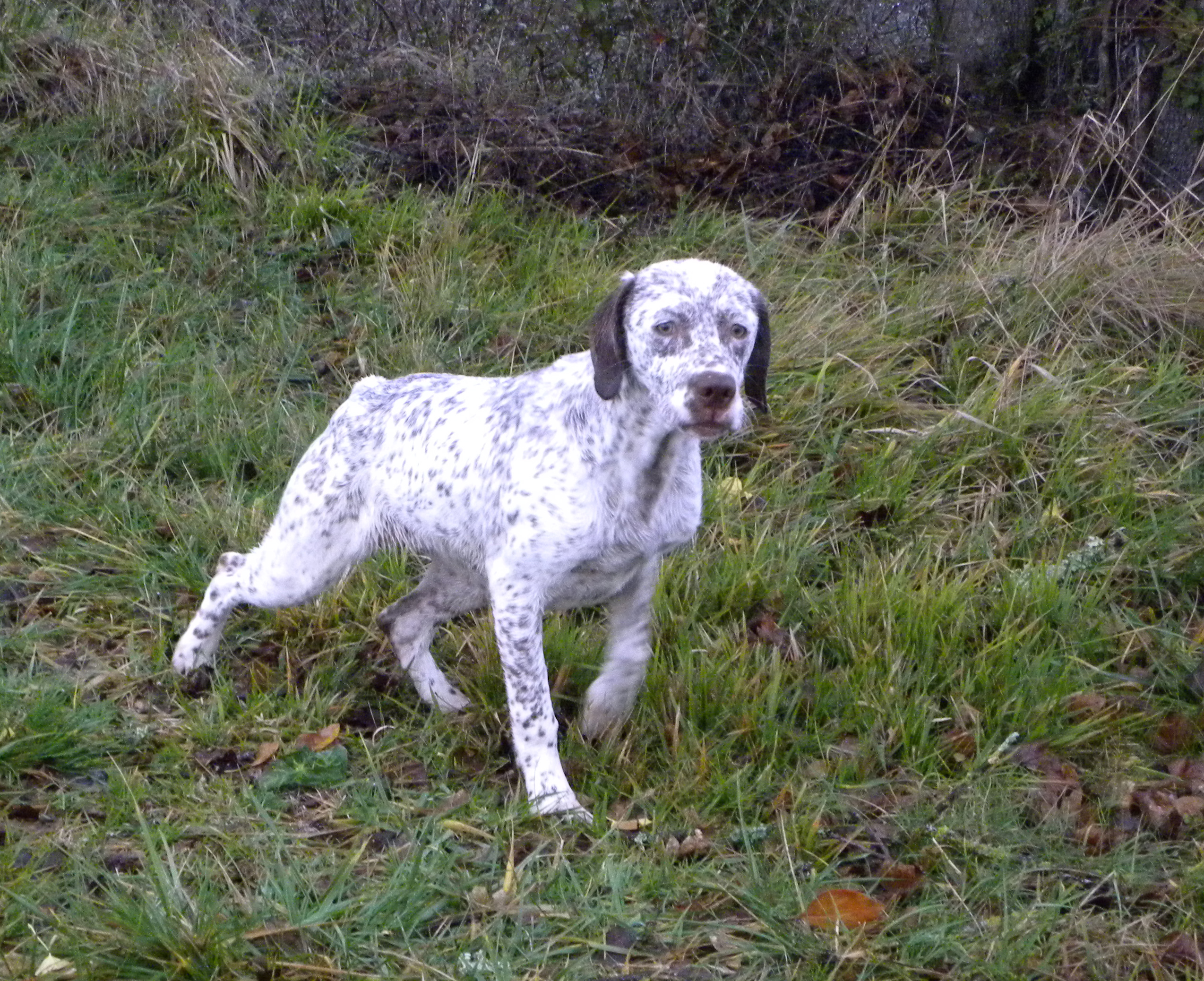 Largo du Fief d'Epsom