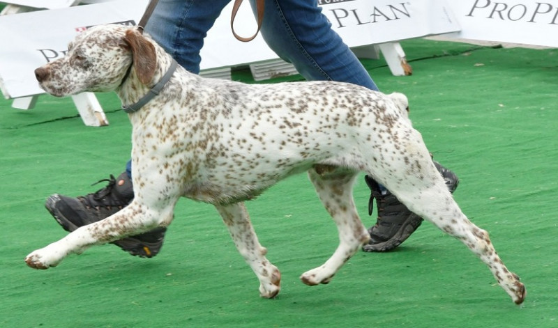 Largo du Fief d'Epsom