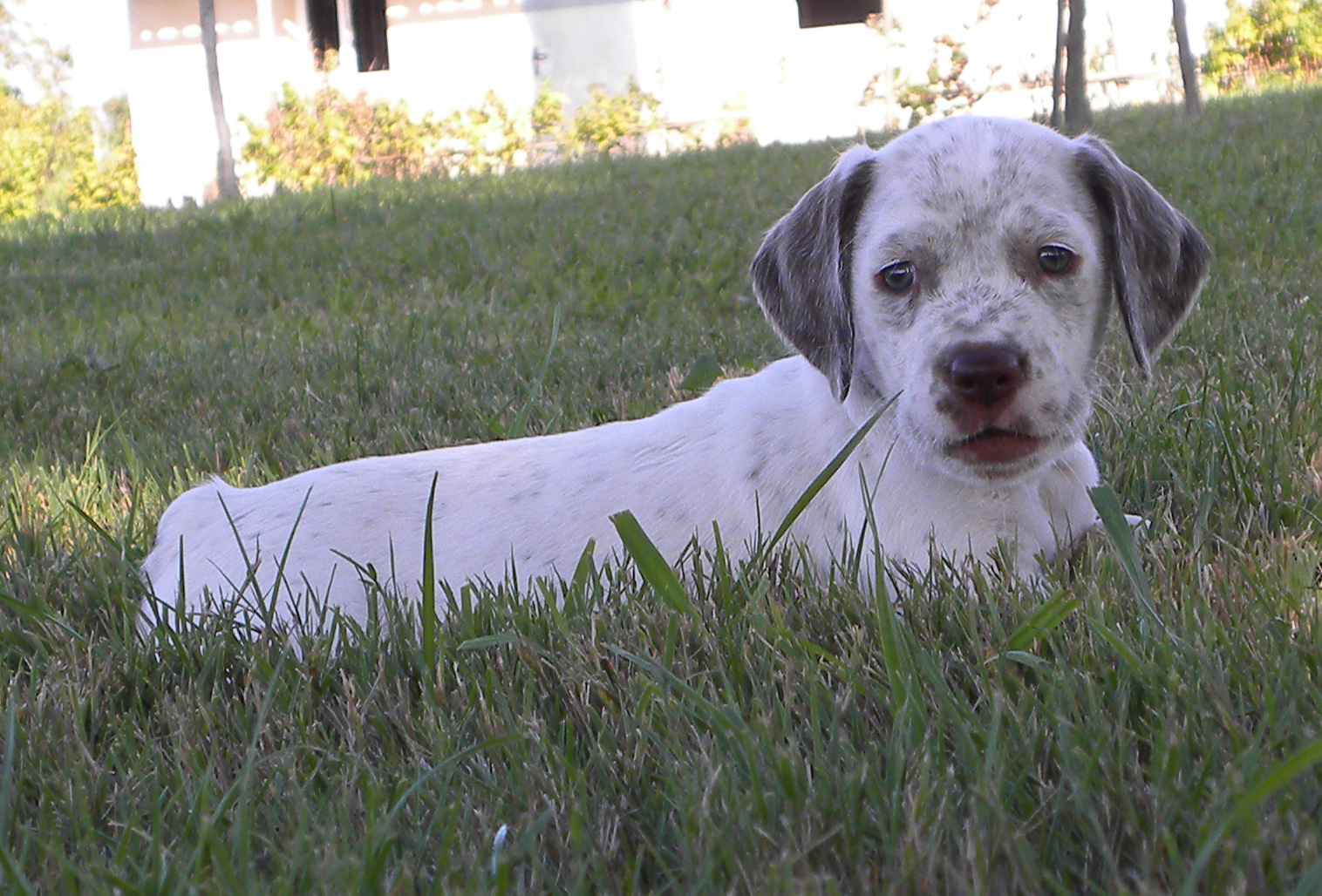 Largo du Fief d'Epsom