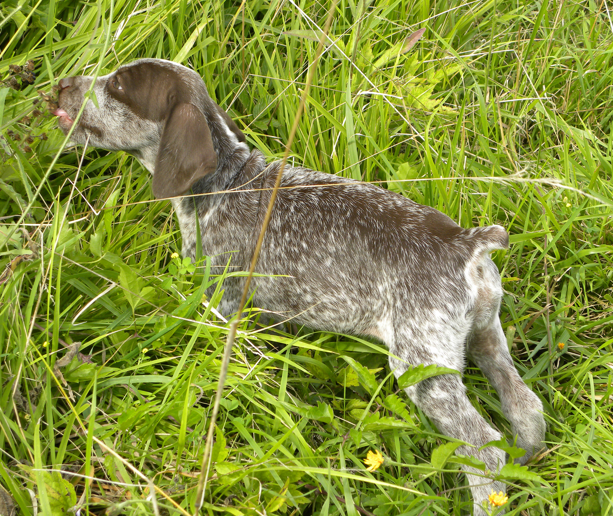 Lavande du Fief d'Epsom