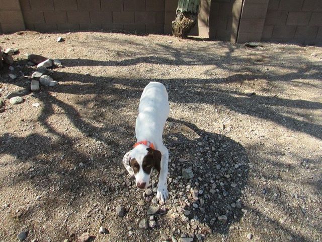 LeBanditDeLaBenigousse