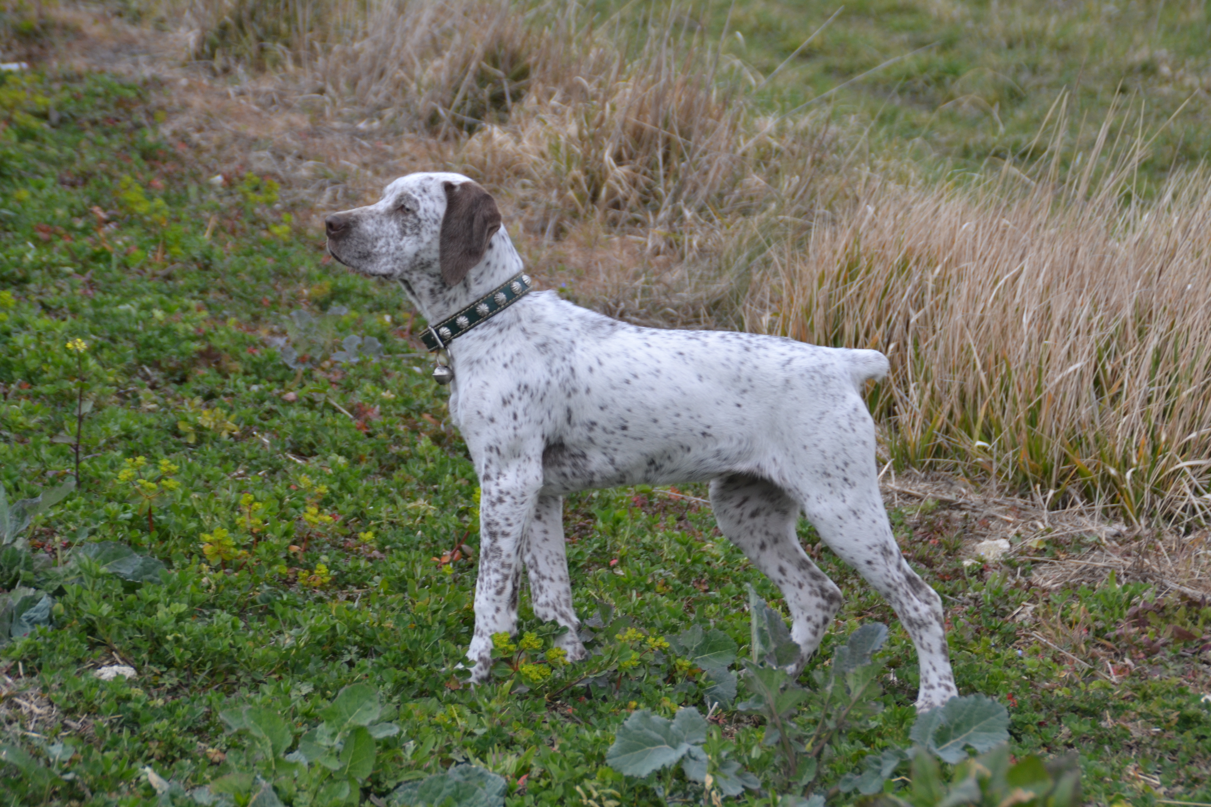 Leantine de la Croix Saint Loup