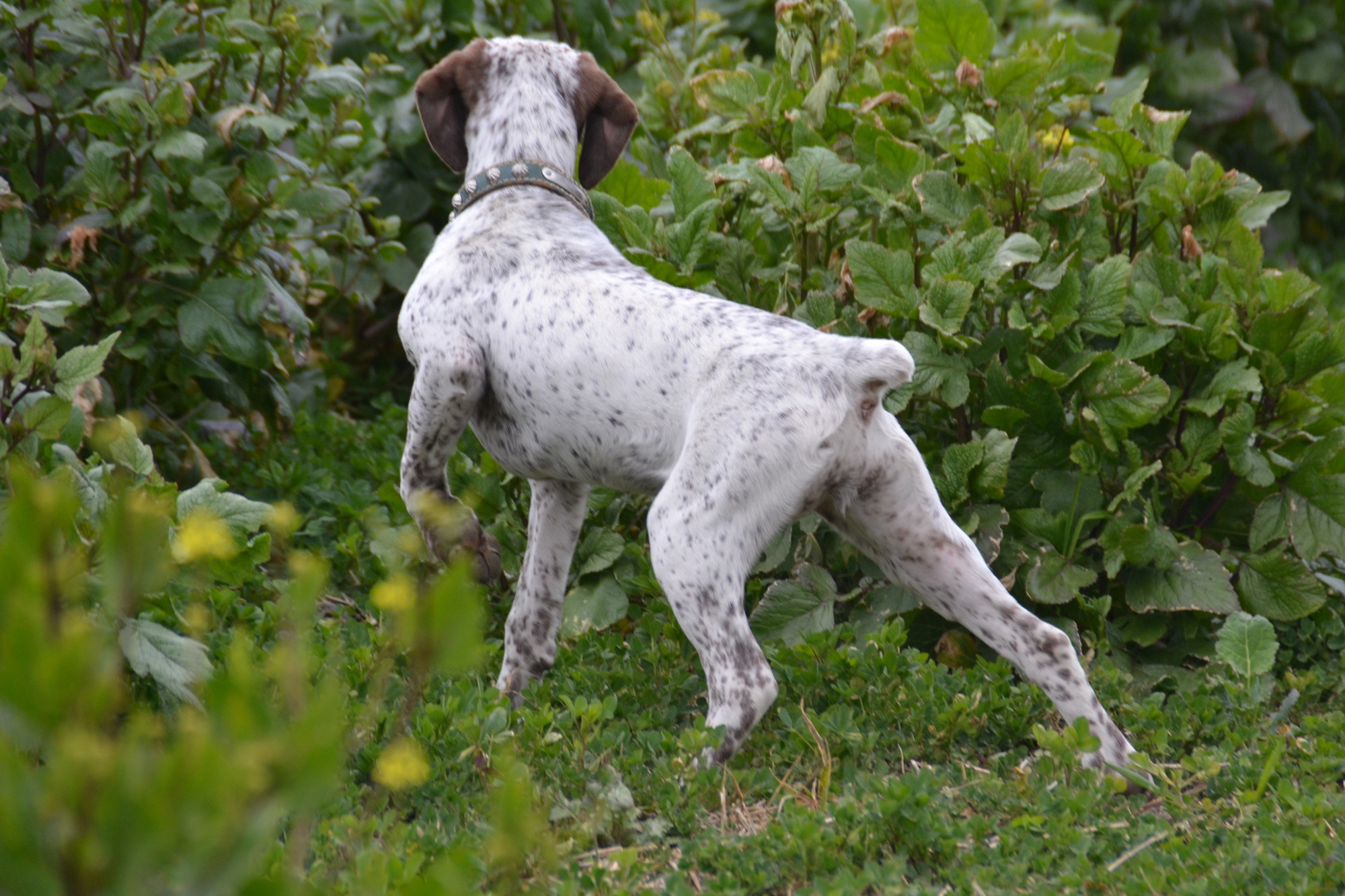 Leantine de la Croix Saint Loup
