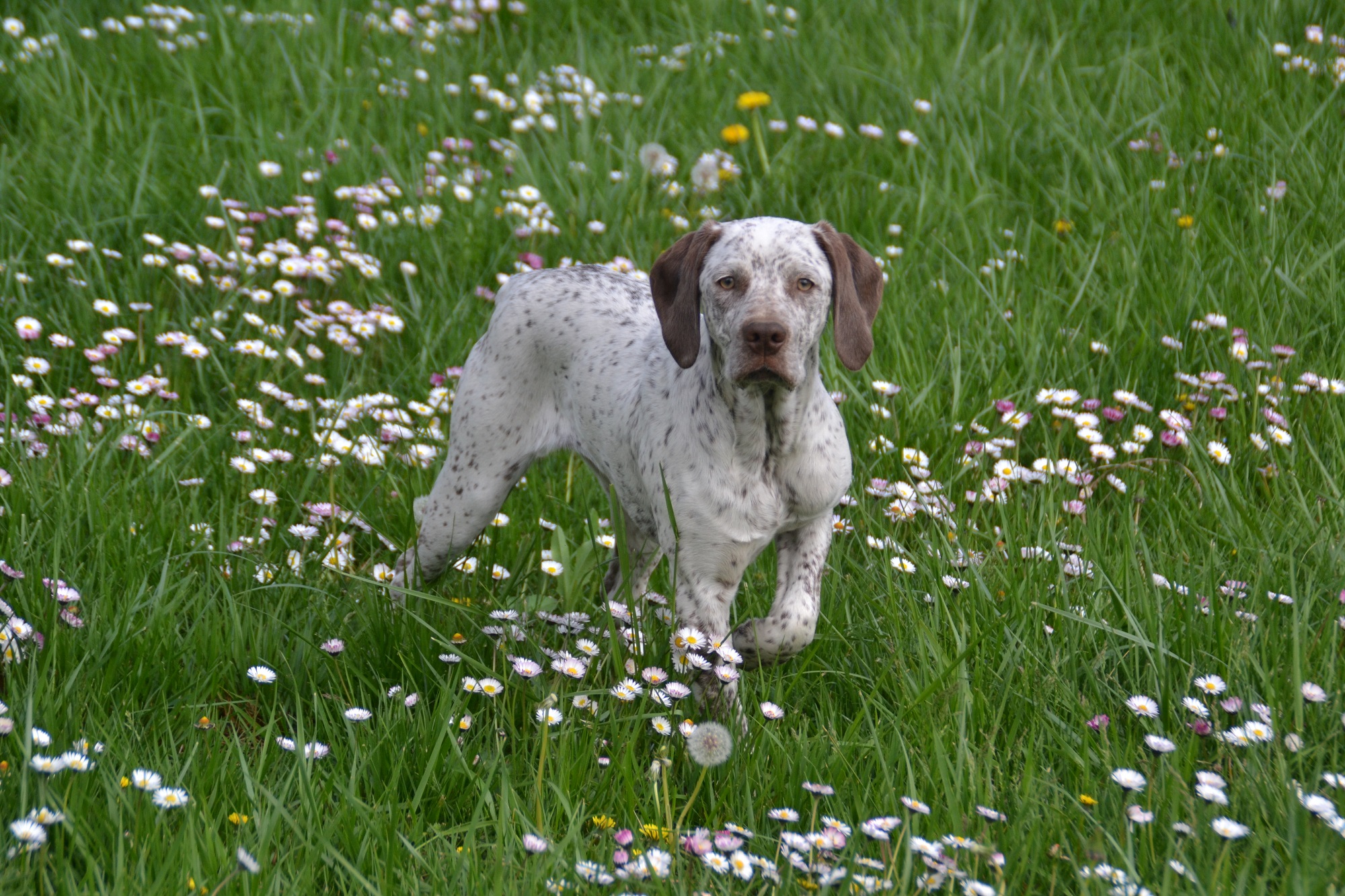 Leantine de la Croix Saint Loup