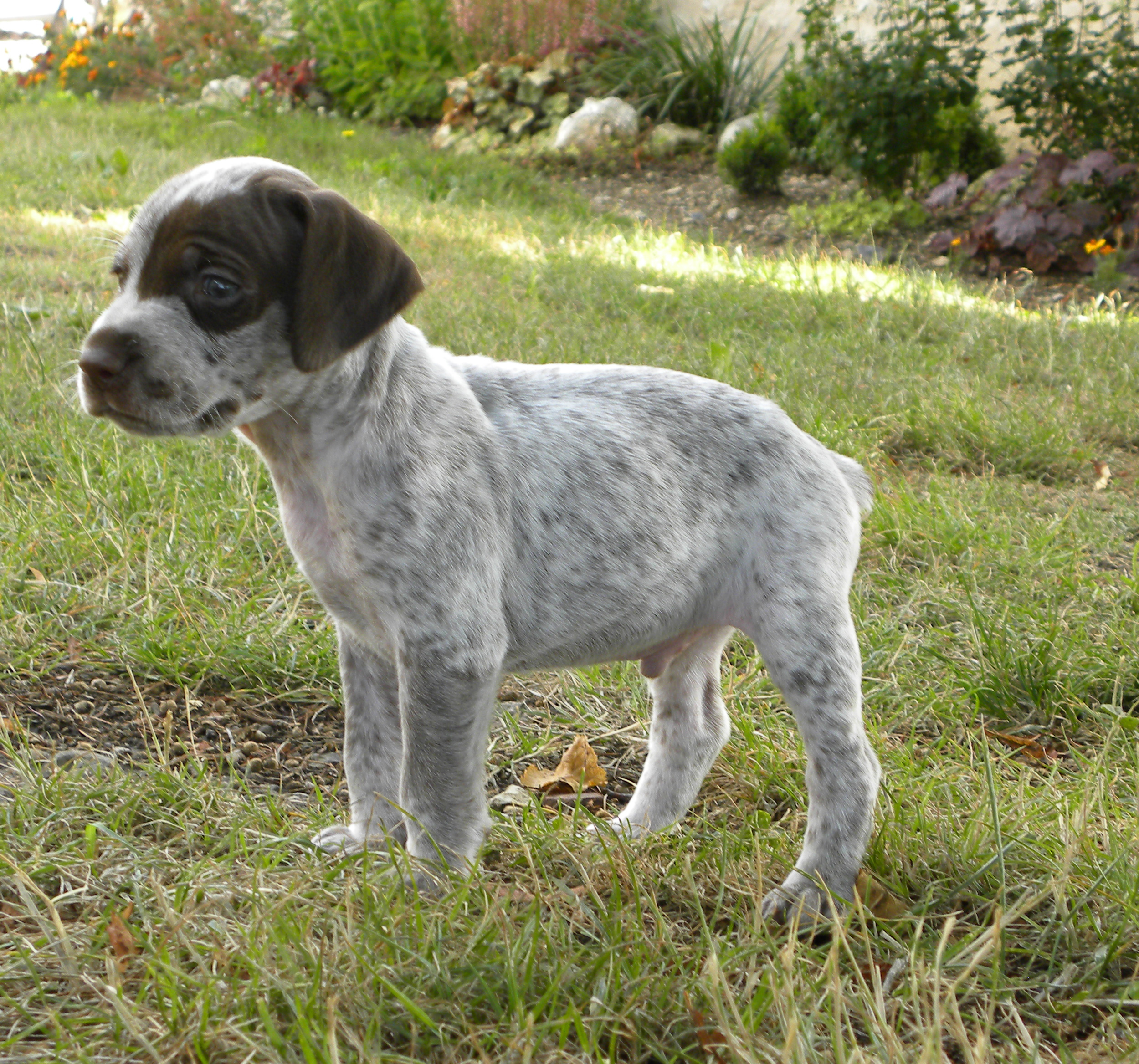 Lego du Fief d'Epsom