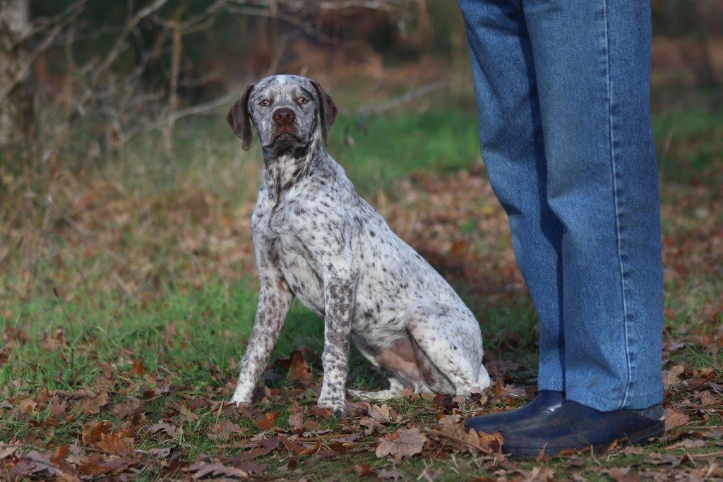 Lennox du Fief d'Epsom