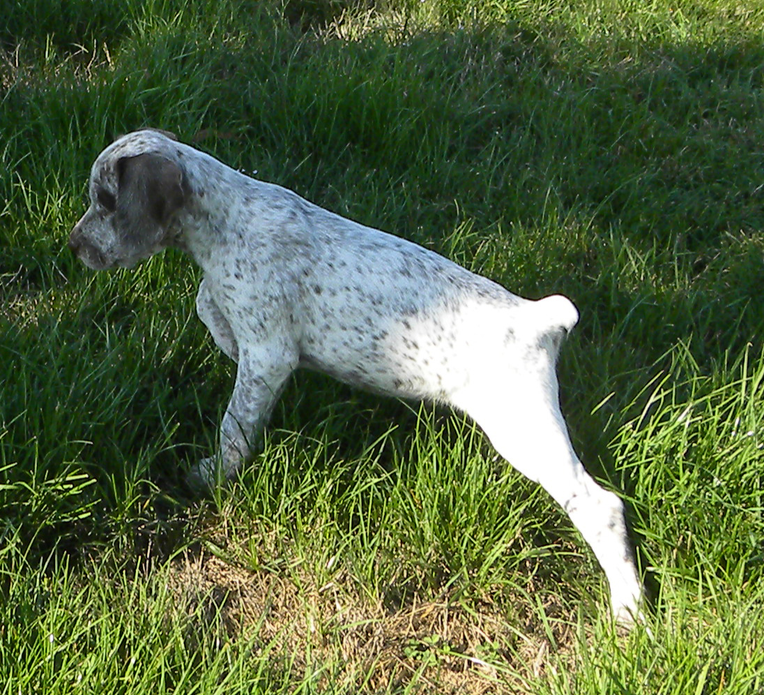 Lennox du Fief d'Epsom