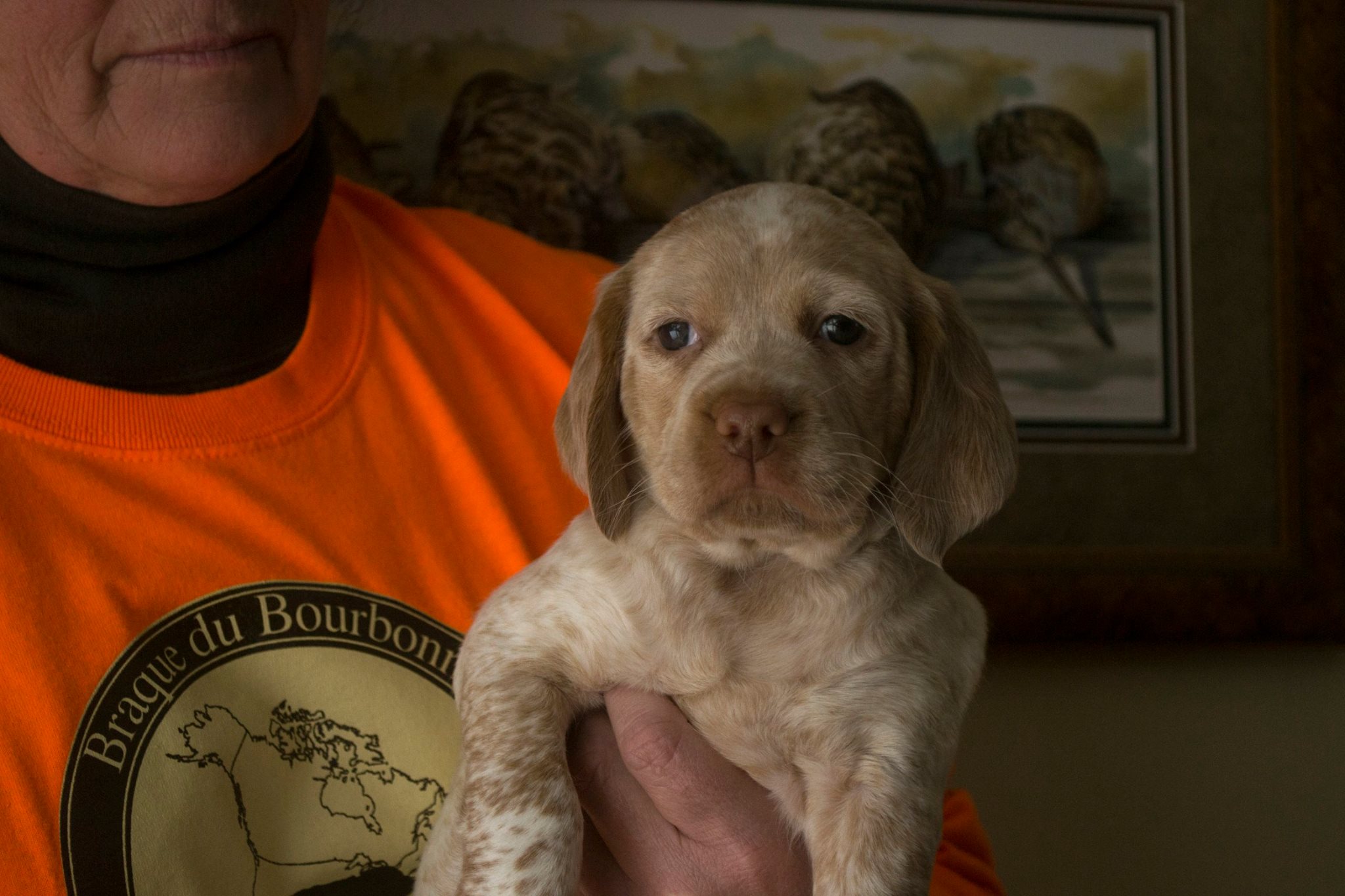 Leroy Chasseur d'Aspen Ridge