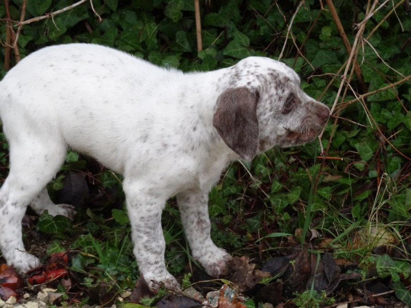 Lhassa du Bois des Bouchauds