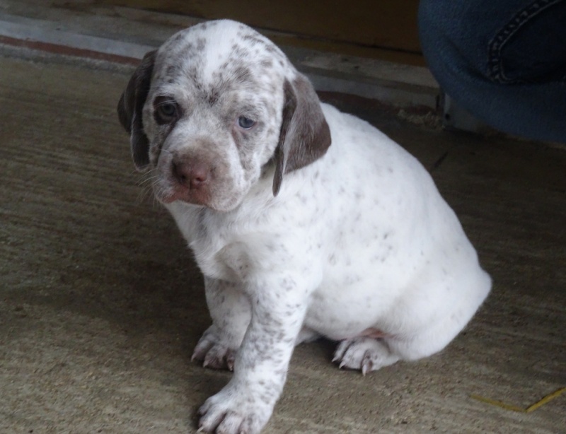 Lhassa du Bois des Bouchauds