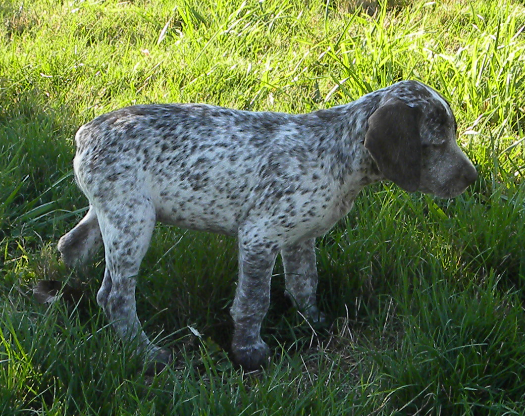 Liloo du Fief d'Epsom