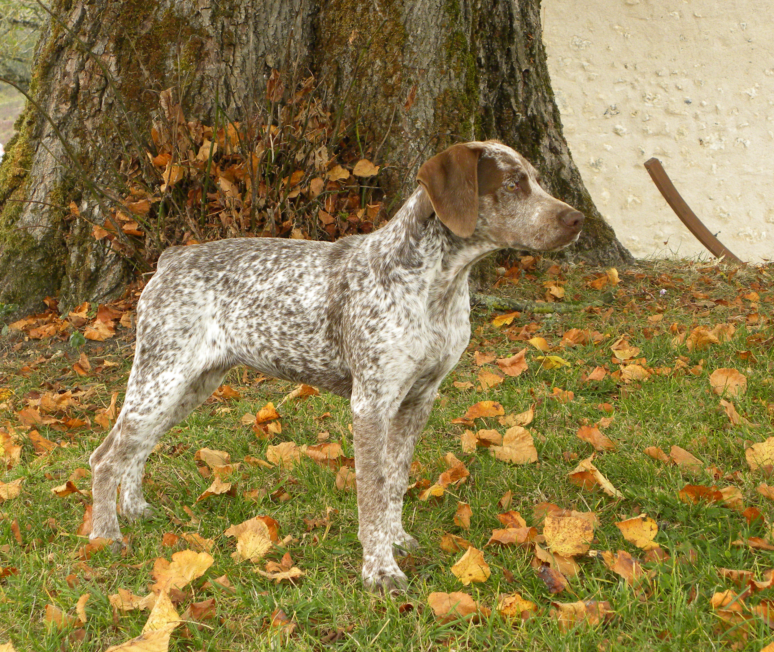 Lindt du Fief d'Epsom