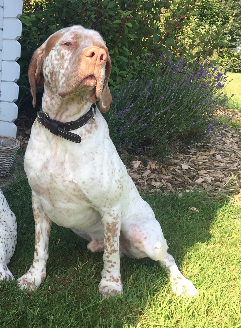 Lipton de la Pelade de Caco