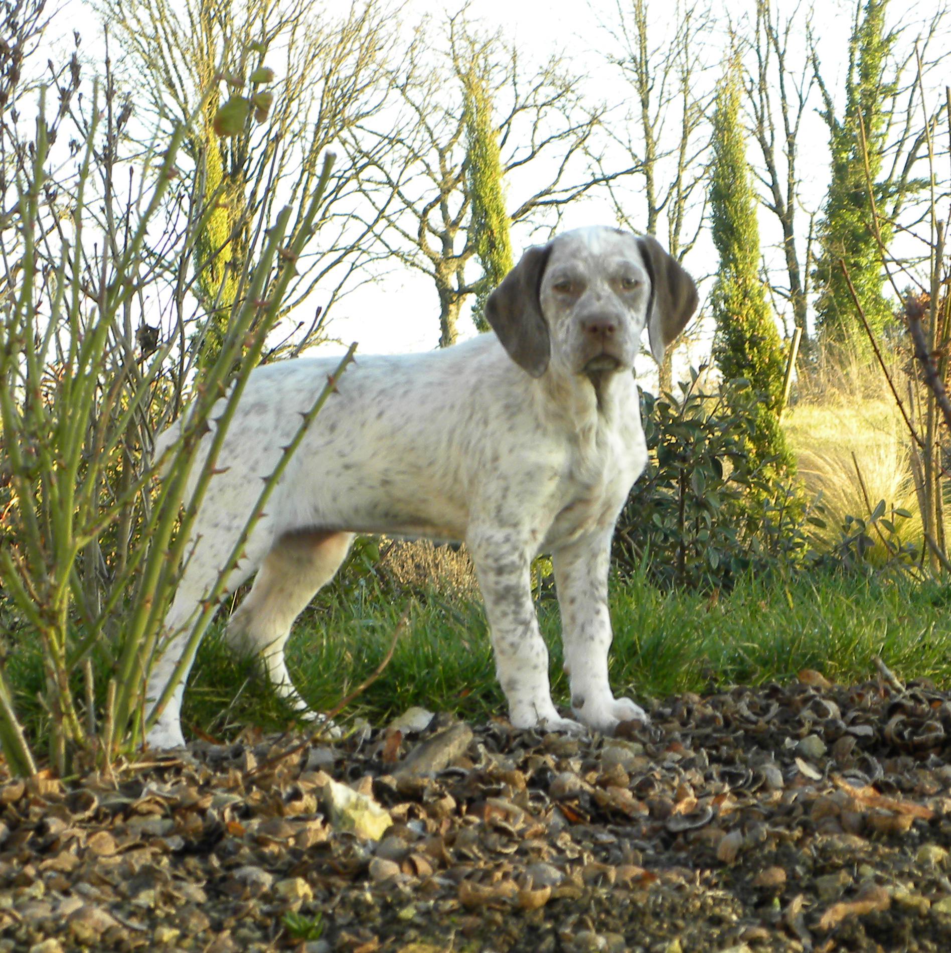 Liwane Miss L du Fief d'Epsom