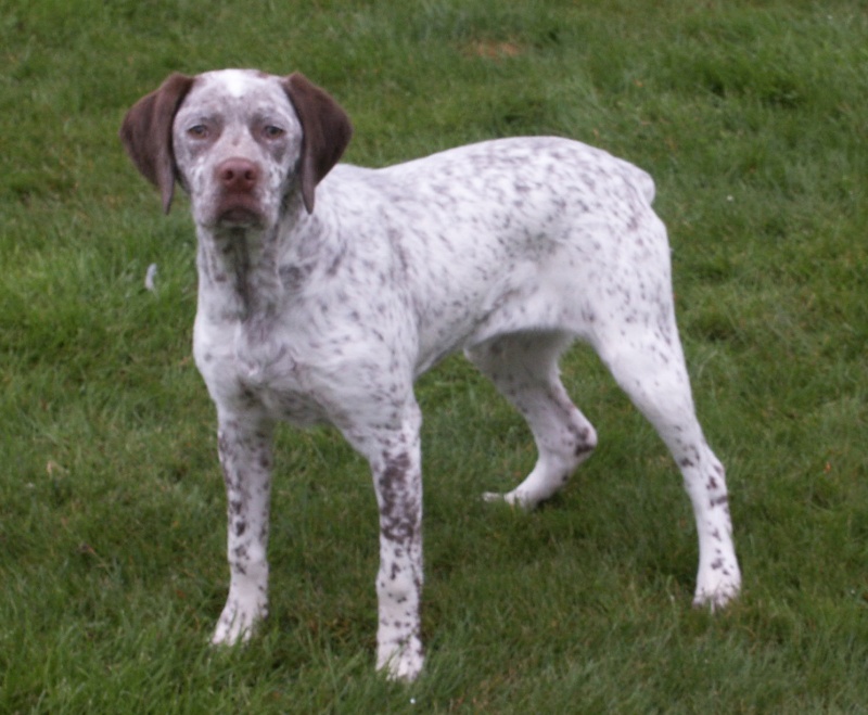 Liwane Miss L du Fief d'Epsom