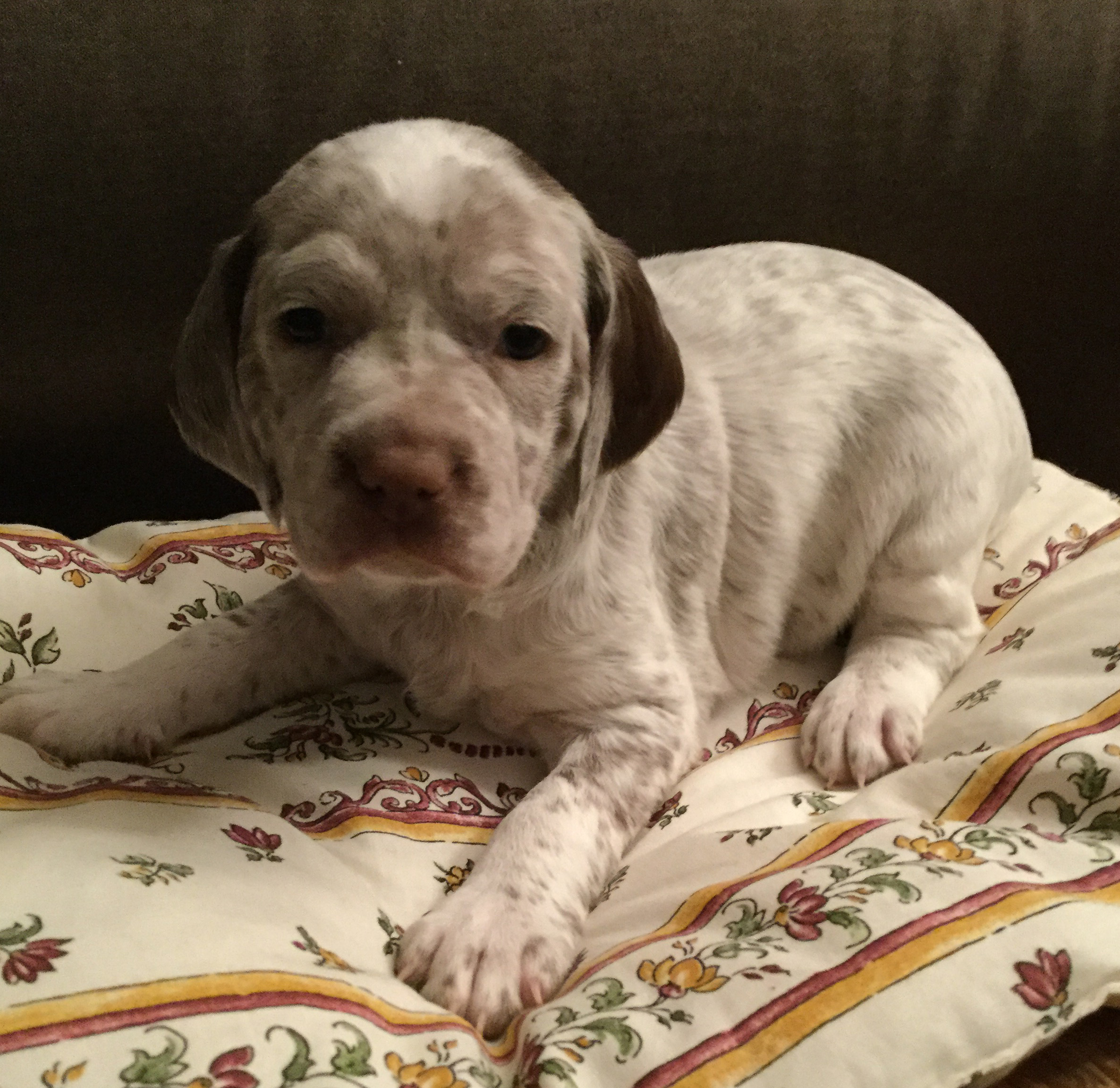 Liwane Miss L du Fief d'Epsom