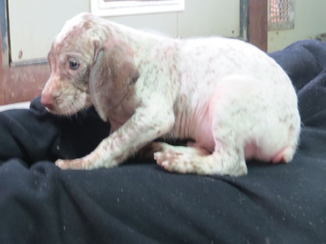 Jibus du Clos de la Chevardière