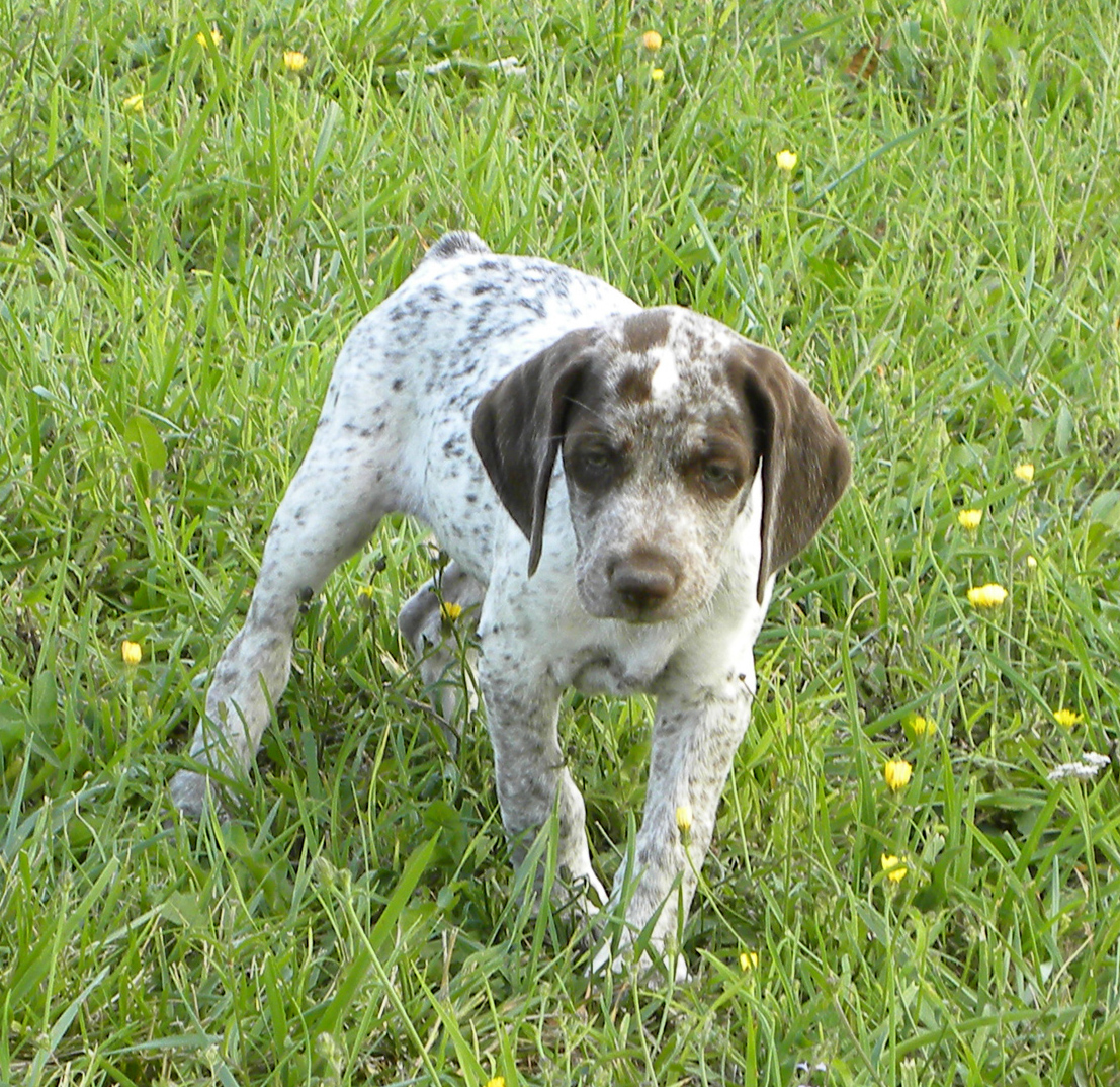 Lussac du Fief d'Epsom