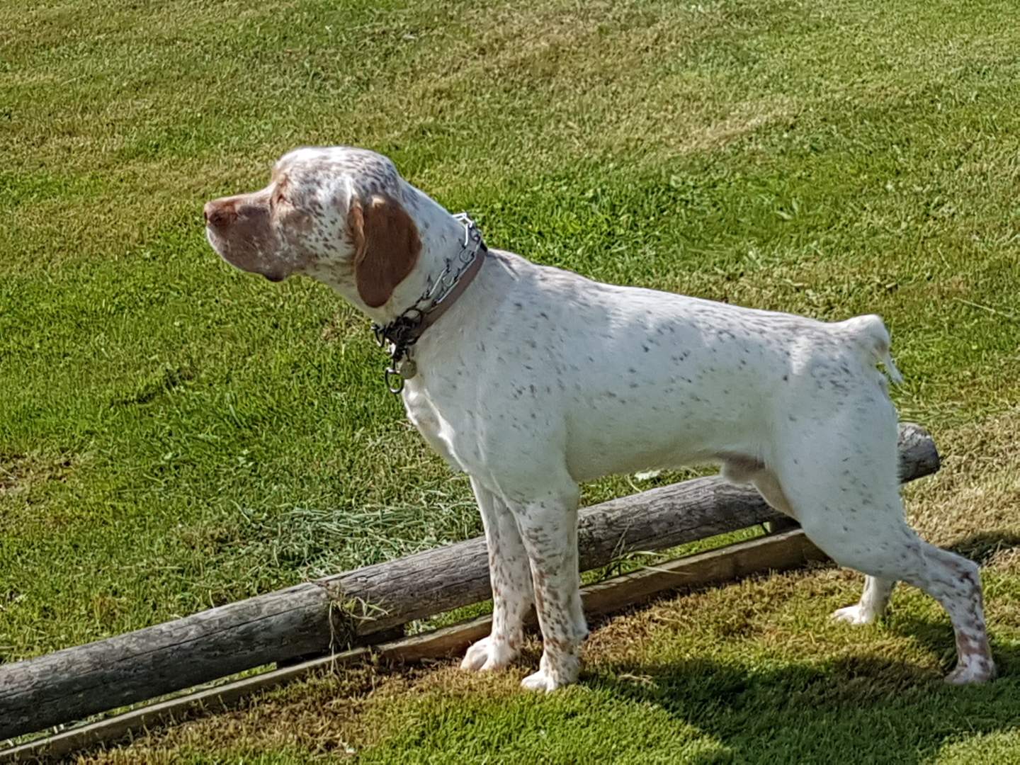 Lutin de la Pelade de Caco