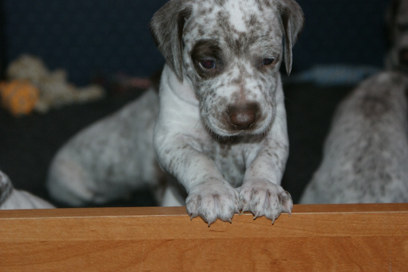 Luxor du Bois Becassier Solognot