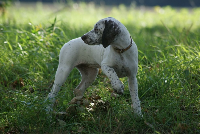 Lyna du Bois Becassier Solognot