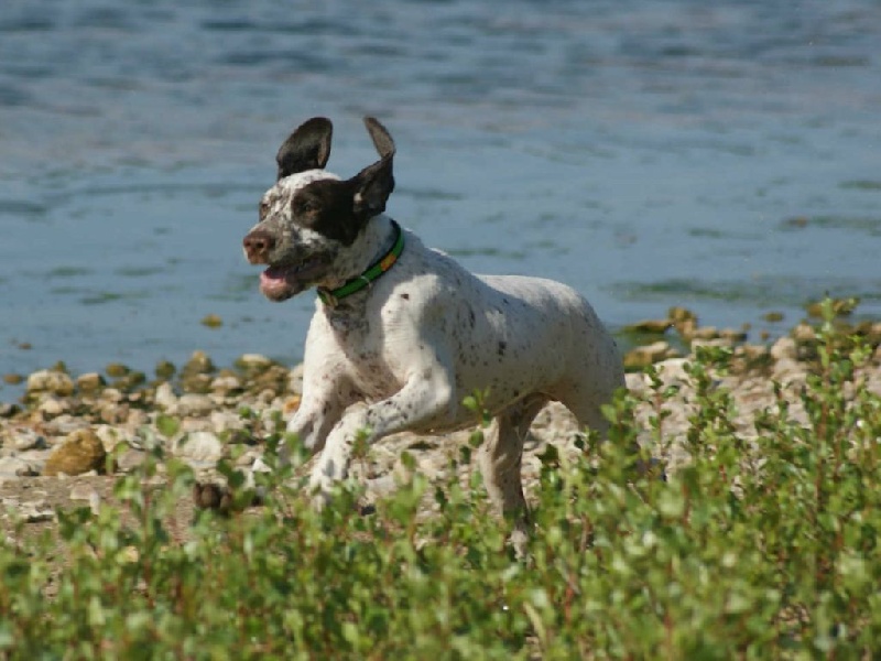 MascotDesPortesDeLAvesnois